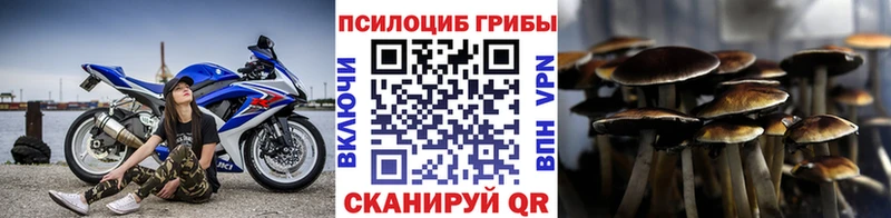 Купить  Ермолино  Псилоцибиновые грибы Psilocybe 
